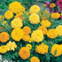 Countgreen Plus African Marigold Seeds